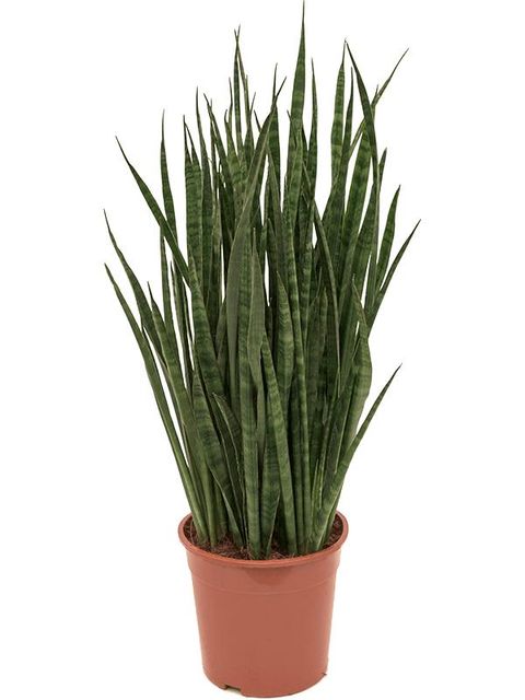 Sansevieria kirkii