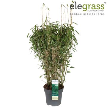 Fargesia murielae 'Panda'