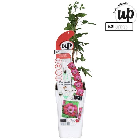 Clematis AVANT-GARDE