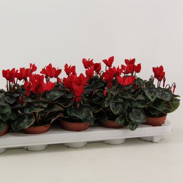 Cyclamen persicum WINFALL SCARLET