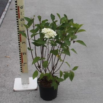 Hydrangea paniculata SKYFALL