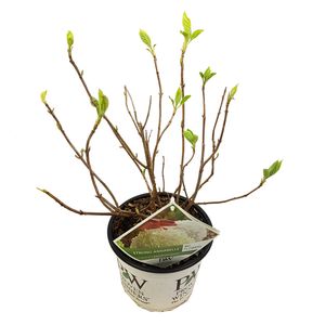 Hydrangea arborescens STRONG ANNABELLE / INCREDIBALL (Son & Koot BV)