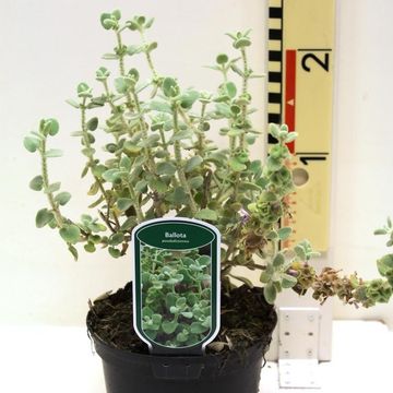 Ballota pseudodictamnus
