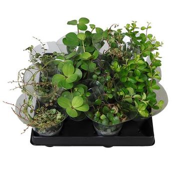 Peperomia MIX