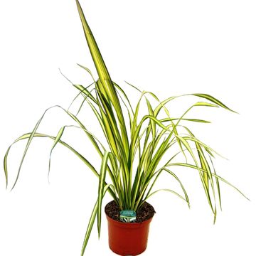 Phormium cookianum 'Cream Delight'