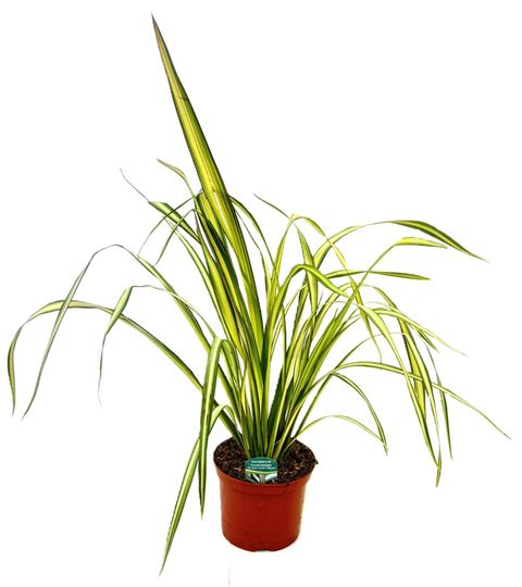 Phormium cookianum 'Cream Delight'
