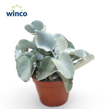 Kalanchoe bracteata