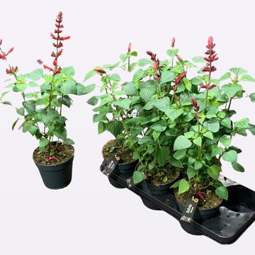 Salvia splendens 'Roman Red'