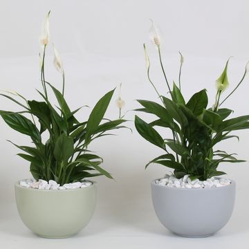 Arrangement Spathiphyllum