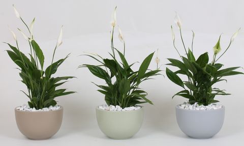 Arrangement Spathiphyllum