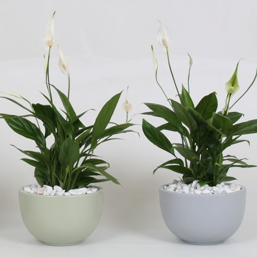 Arrangement Spathiphyllum