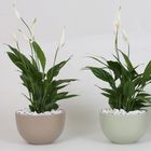 Arrangement Spathiphyllum