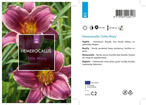 Hemerocallis 'Little Missy'