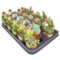 Cactus / Succulents MIX