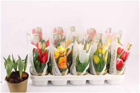 Tulipa MIX