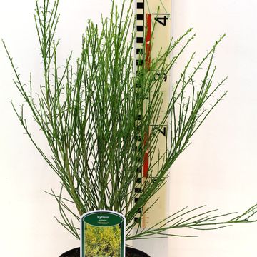 Cytisus scoparius 'Vanesse'