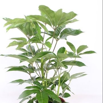 Schefflera actinophylla 'Amate'