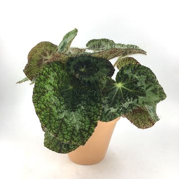 Begonia sizemoreae