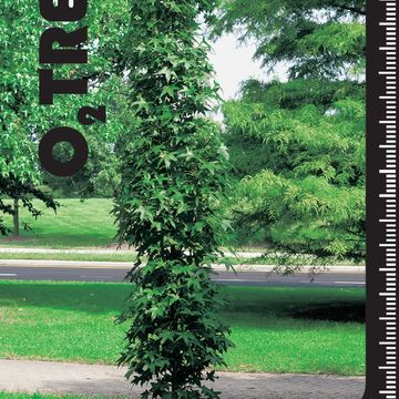 Liquidambar styraciflua 'Slender Silhouette'