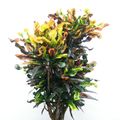 Codiaeum variegatum 'Mamey'