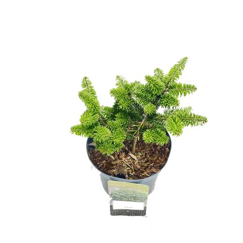 Abies balsamea 'Nana'