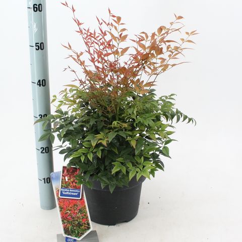 Nandina domestica 'Gulf Stream'