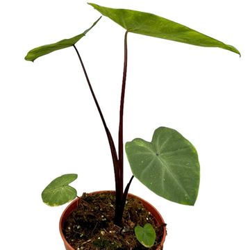 Colocasia esculenta 'Lemon Lime Gecko'