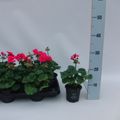 Pelargonium TOSCANA SIL ONNO