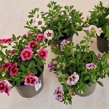 Calibrachoa ALOHA KONA MIX