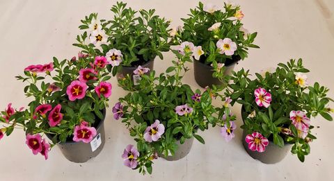 Calibrachoa ALOHA KONA MIX