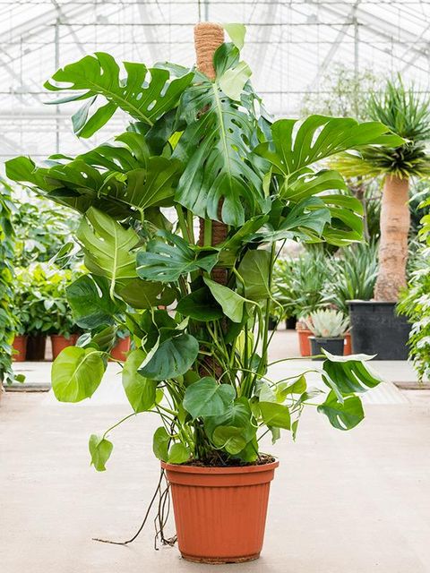 Monstera deliciosa