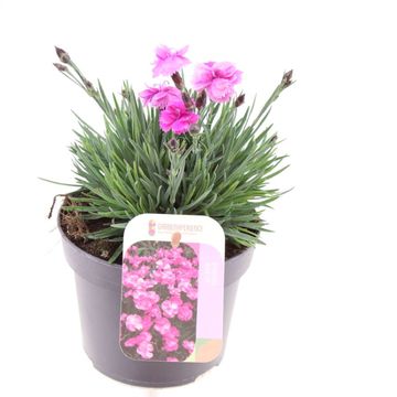 Dianthus gratianopolitanus 'Dinetta'