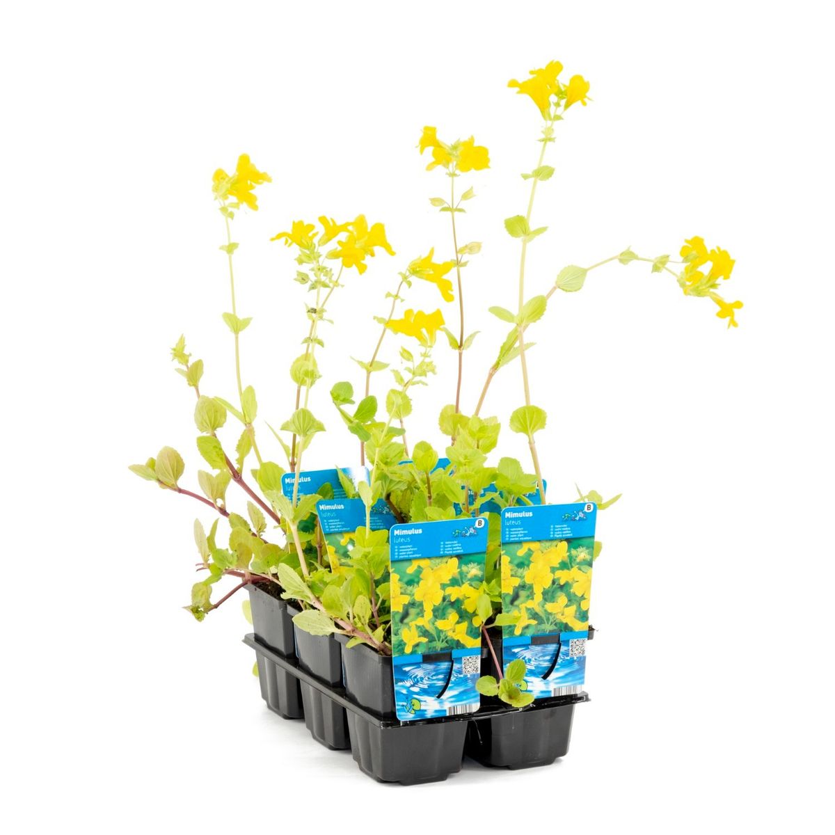 Mimulus luteus — Plant Wholesale FlorAccess