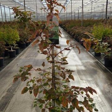Acer x conspicuum 'Red Flamingo'