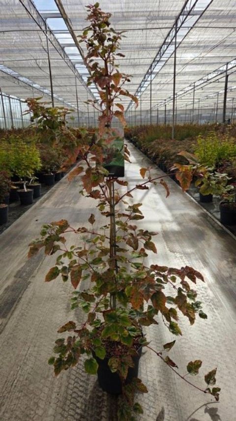 Acer x conspicuum 'Red Flamingo'