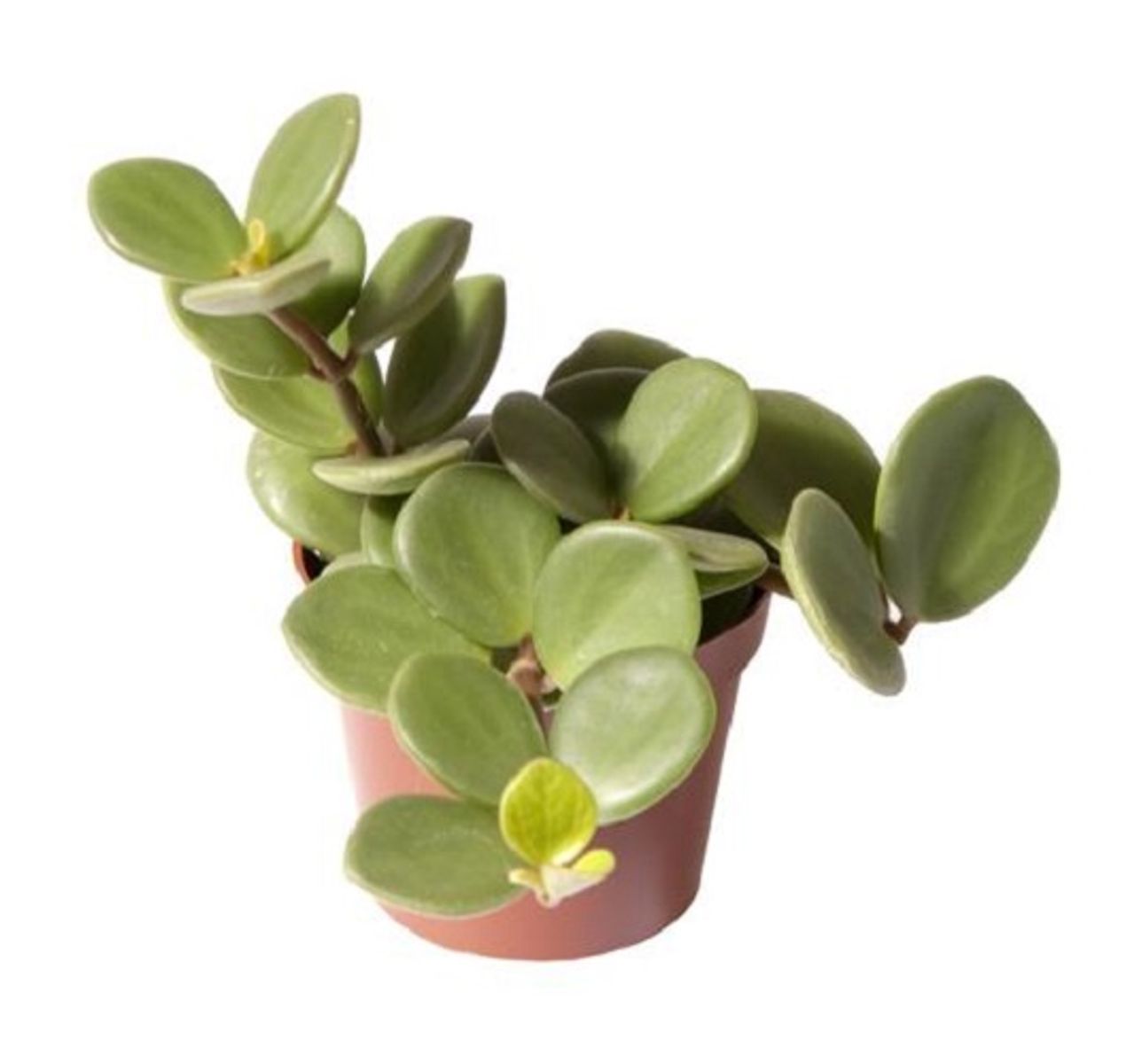 Peperomia 'Hope' — Plant Wholesale FlorAccess