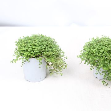 Soleirolia soleirolii