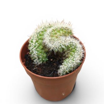 Mammillaria ernestii cristata
