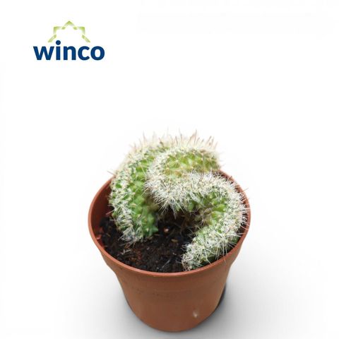 Mammillaria ernestii cristata