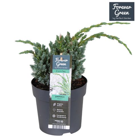 Juniperus squamata 'Meyeri'