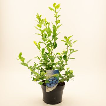 Vaccinium corymbosum 'Northland'