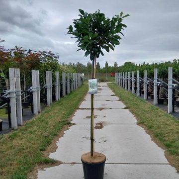 Prunus laurocerasus ETNA