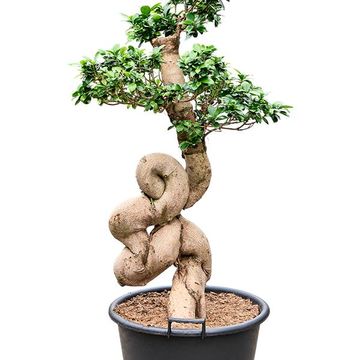 Ficus microcarpa 'Compacta'
