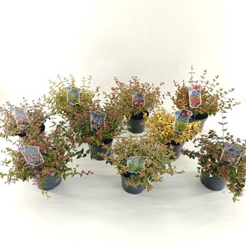 Abelia MIX
