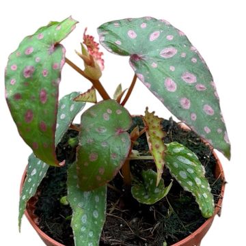 Begonia amphioxus x malachosticta
