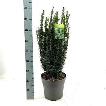 Taxus x media 'Hillii'