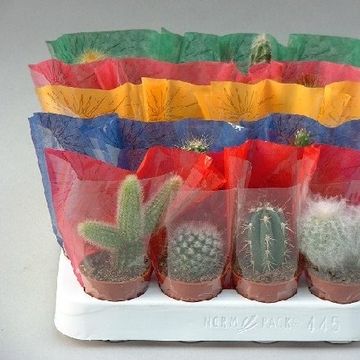 Cactus MIX