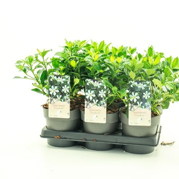 Gardenia jasminoides PINWHEEL
