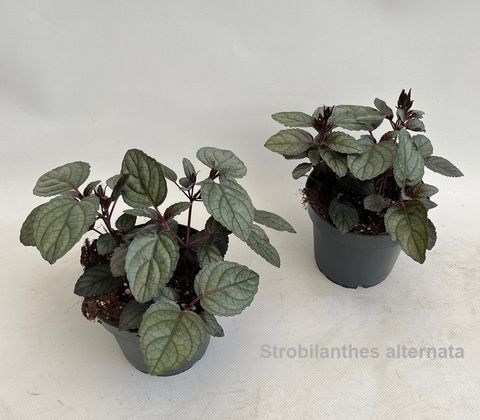 Strobilanthes alternata