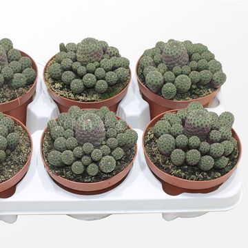 Sulcorebutia rauschii